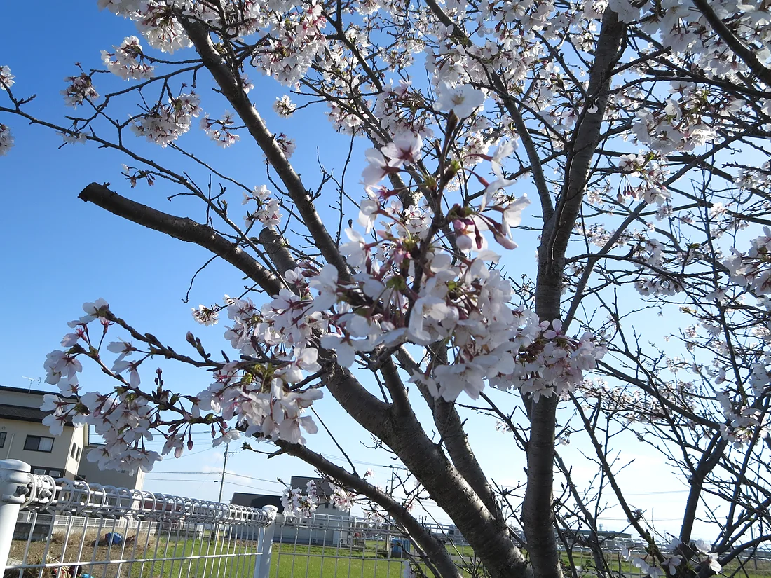 桜